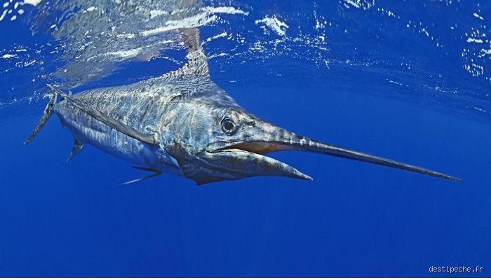 Quelle est la pêche la plus difficile ? Le guide ultime pour comprendre les défis ultimes du pêcheur sportif moderne