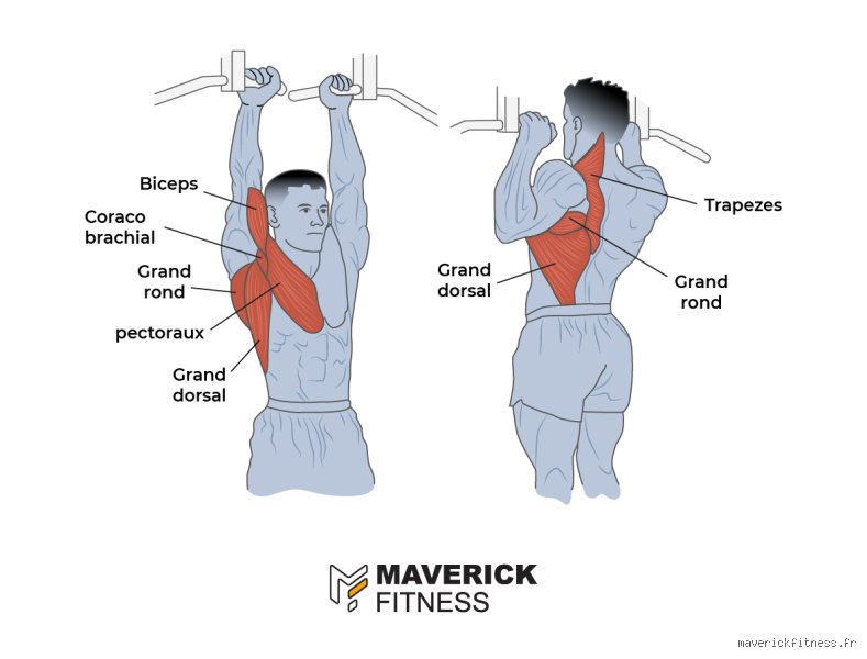 Quelle partie du dos musclé les tractions ?