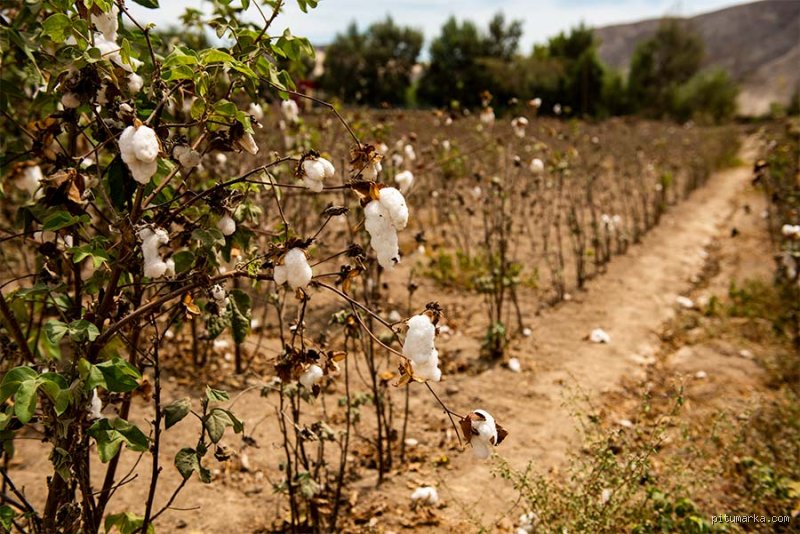 Quel est le meilleur coton au monde ? (Partie 1 : Anatomie d'un luxe invisible)