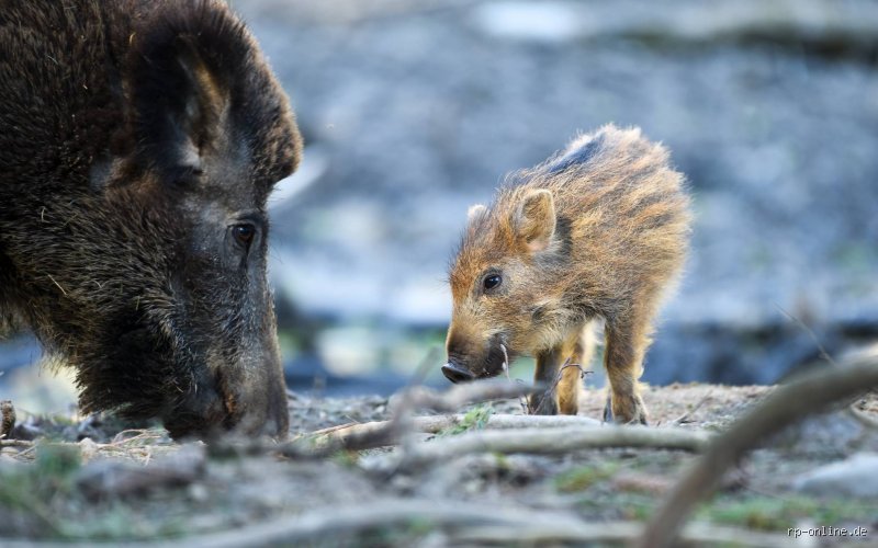 Haben Schweine Feinde? Alles, was du wissen musst