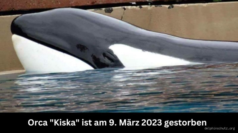 Hat jemals ein Orca einen Menschen getötet?