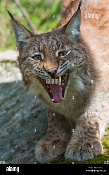 Ist der Luchs aggressiv?