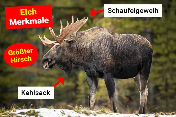 Ist ein Elch ein Raubtier oder unterschätzen wir die Anatomie des gigantischen Pflanzenfressers?