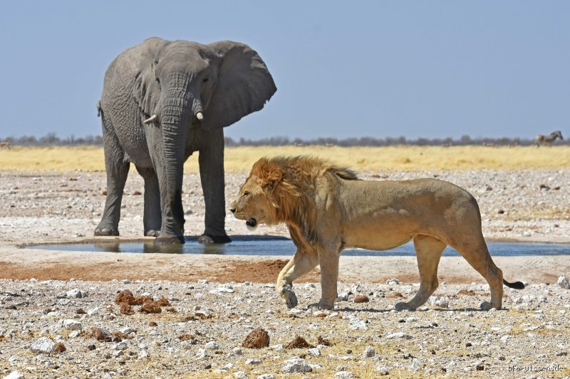 Ist ein Elefant stärker als ein Löwe?