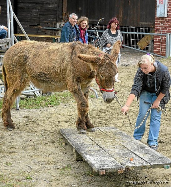 Ist ein Esel geduldig?