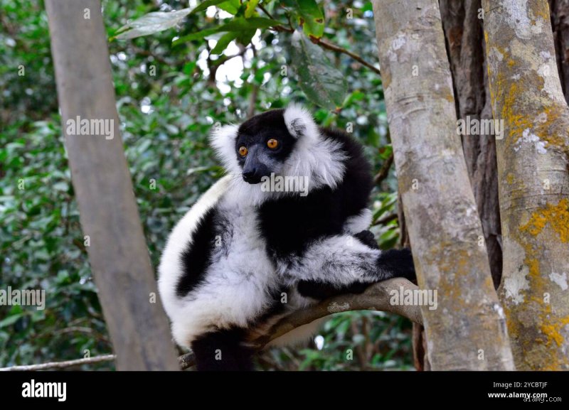 Ist ein Lemur giftig?
