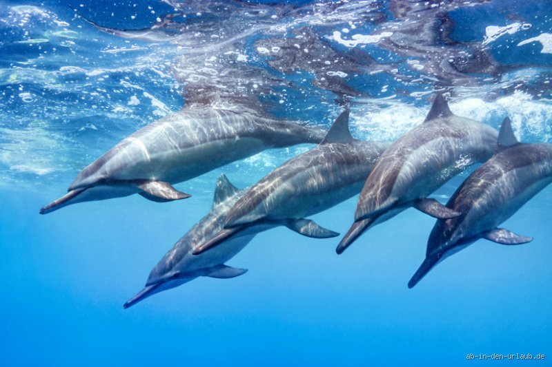 Ist es gefährlich mit Delfinen im Meer zu schwimmen? Die ehrliche Antwort (Spoiler: Es kommt darauf an)