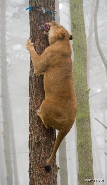 Kann ein Löwe eigentlich auf einen Baum klettern? Warum die Königin der Savanne überraschend oft hoch hinaus will