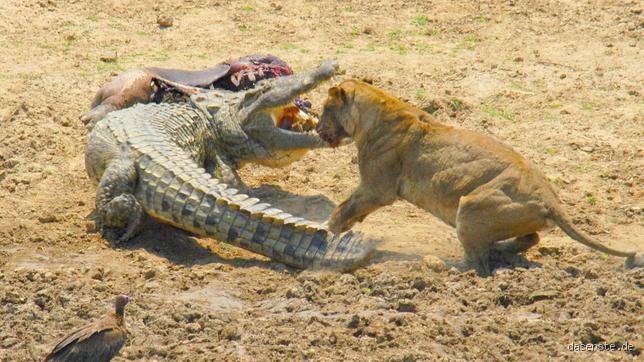 Kann ein Löwe ein Krokodil töten?