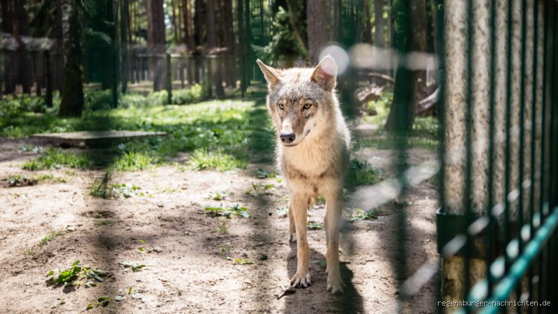 Kann ein Wolf zahm werden? Die wissenschaftliche Realität hinter dem Mythos