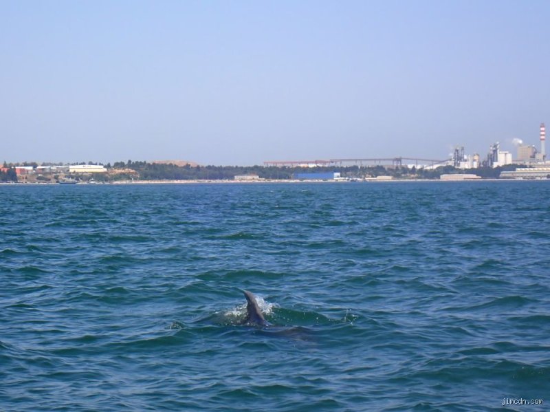 Kann man in Portugal Delfine sehen?