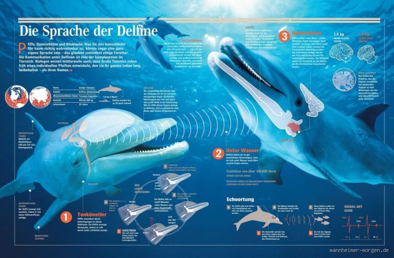 Können Delfine sprechen?