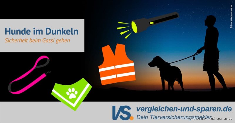 Können Hunde im Dunkeln sehen? Die Wahrheit über Hundeaugen
