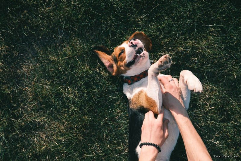 Können Hunde kitzlig sein?