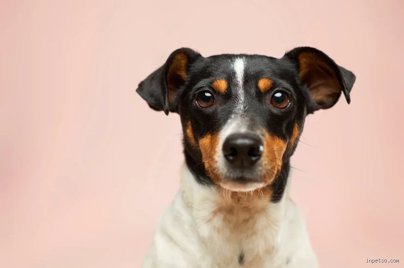 Hören Hunde wirklich zu? Die Wahrheit über das Hundegehör!