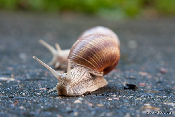 Können Schnecken laufen?