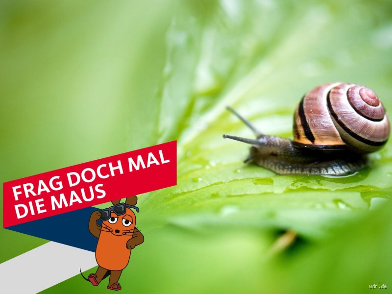 Können Schnecken sehen und hören? Die faszinierende Sinneswelt der Weichtiere im Check