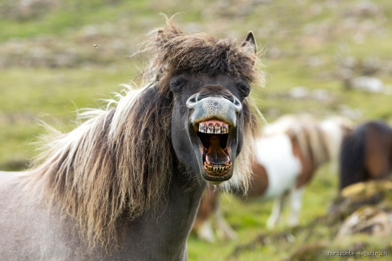 Können Tiere uns Menschen wirklich verstehen?