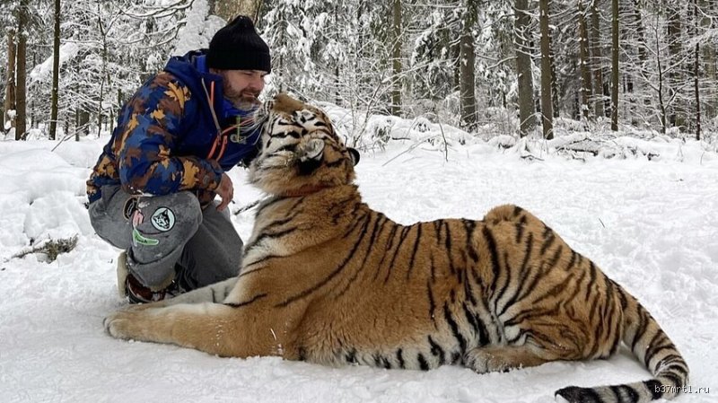 Können Tiger mit Menschen leben?