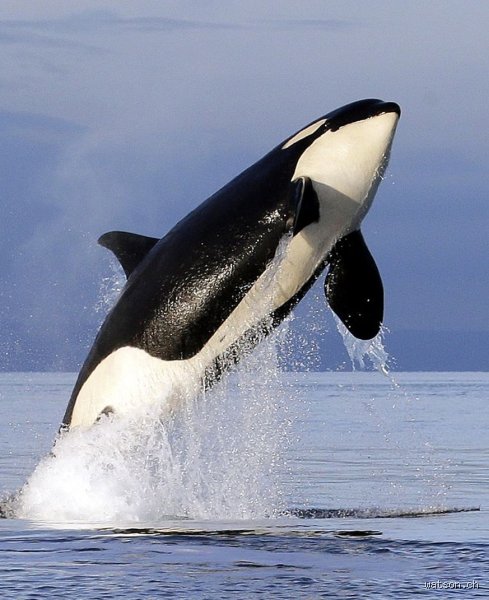 Sind Orcas Fressfeinde von Elchen? Eine tiefgehende, aber sehr menschliche Analyse