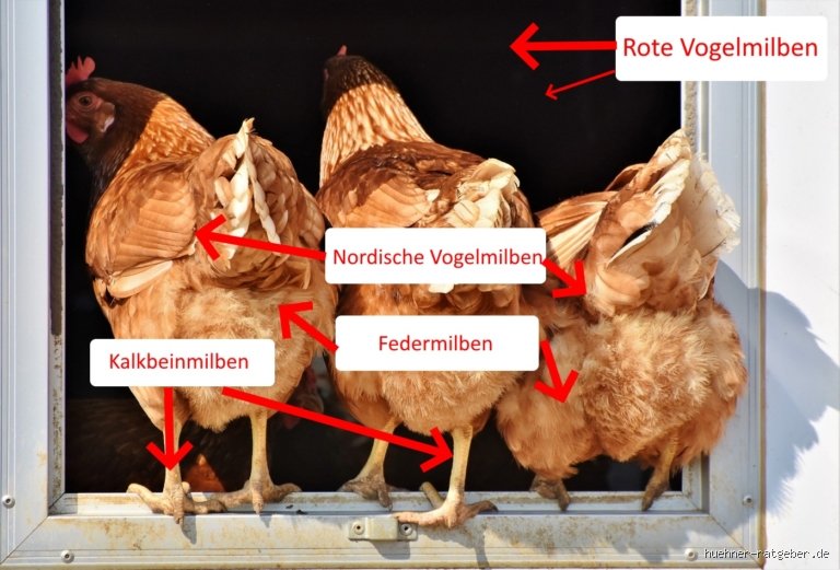 Warum ducken sich Hühner, wenn man sie streichelt?