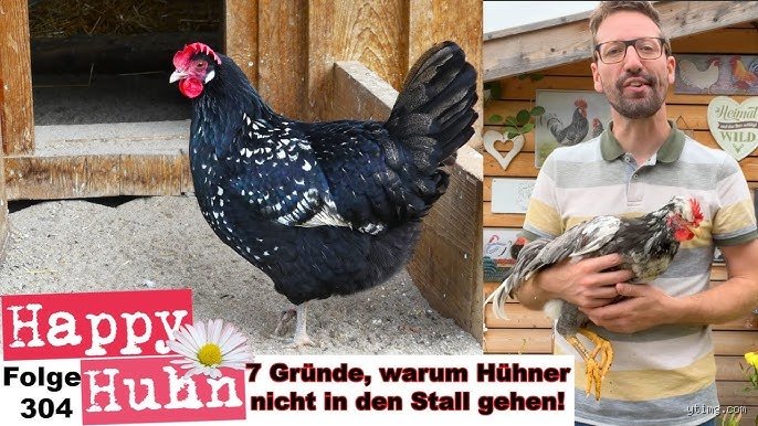 Warum gehen Hühner nicht freiwillig in den Stall – und was Sie dagegen tun können