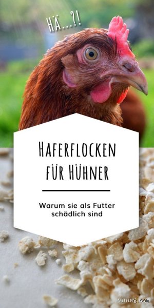 Warum keine Haferflocken für Hühner? Die unterschätzten Risiken der Haferfütterung