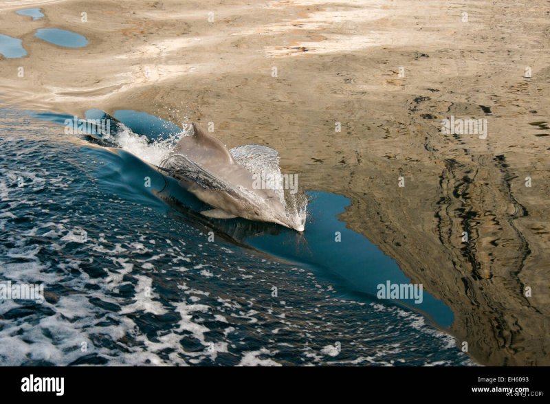 Warum Delfine die Kielwasserströmung so mögen