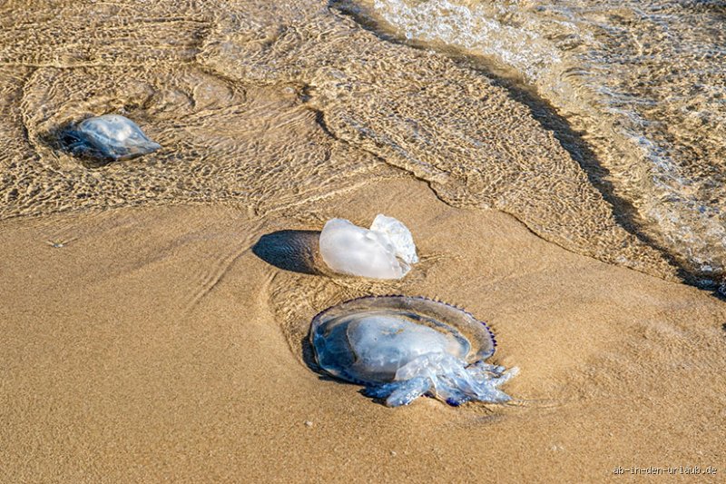 Warum plötzlich Quallen am Strand?