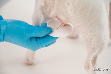 Warum riechen Hunde, wenn man die Periode hat?
