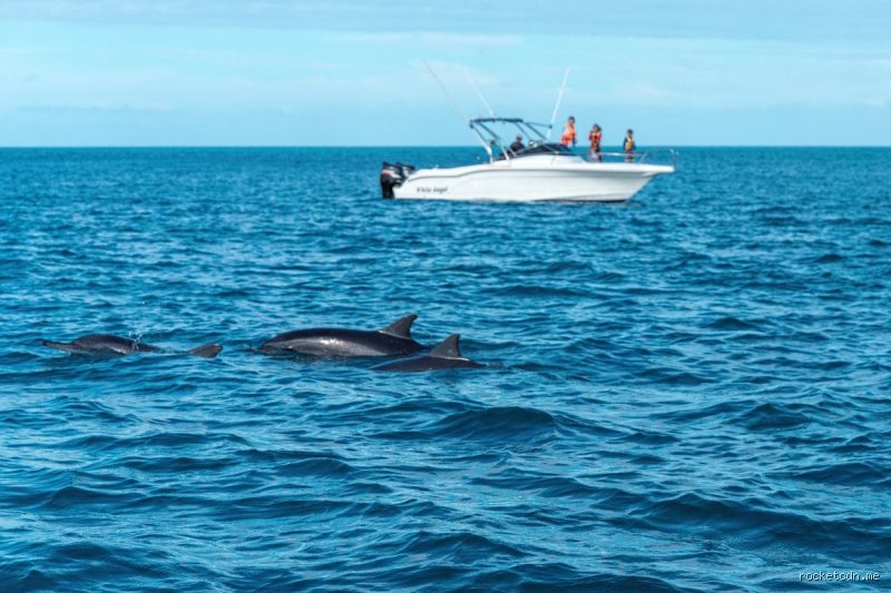 Warum Schwimmen Delfine vor dem Boot?