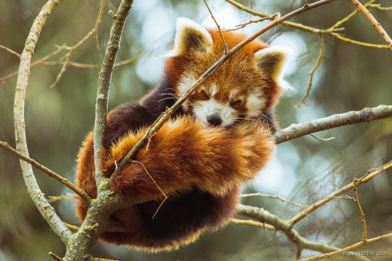 Warum sind rote Pandas rot?