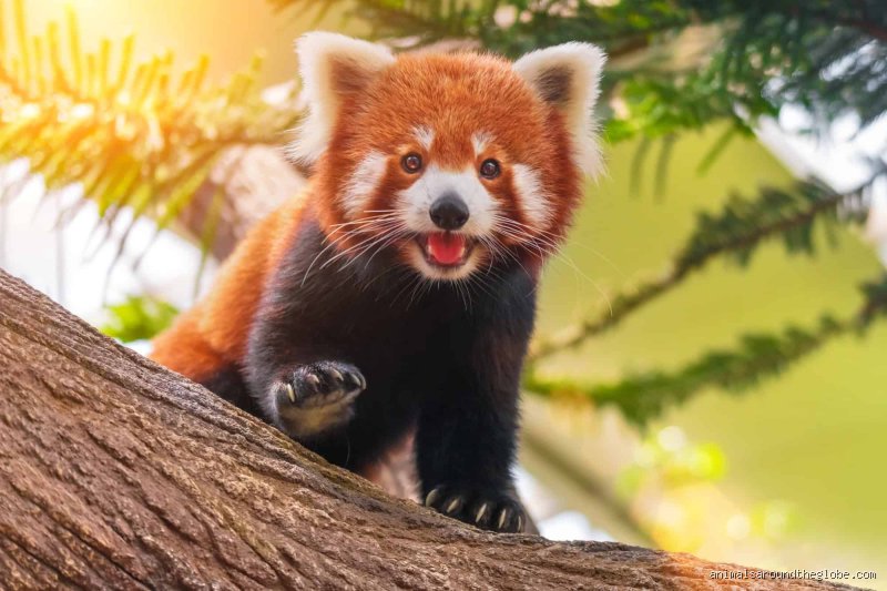 Warum sind Rote Pandas wichtig?