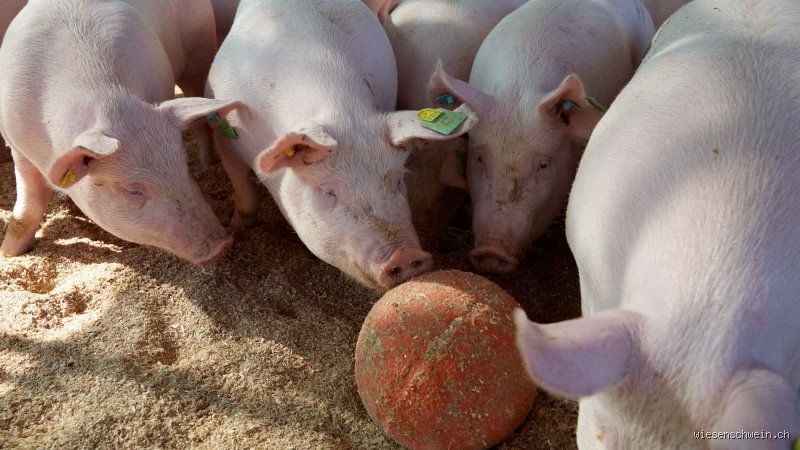Was brauchen Schweine zum Spielen wirklich? Das ultimative Spielzeug-Kompendium