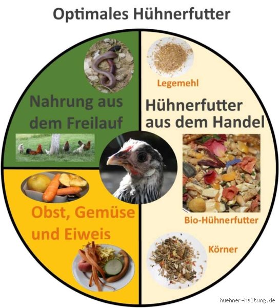 Tödliche Gefahr im Trog: Was darf man Hühnern auf keinen Fall füttern und warum Küchenabfälle oft krank machen?