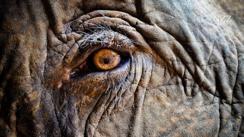 Was fühlen Elefanten, wenn sie Menschen sehen? – Ein Blick in die Elefantenwelt