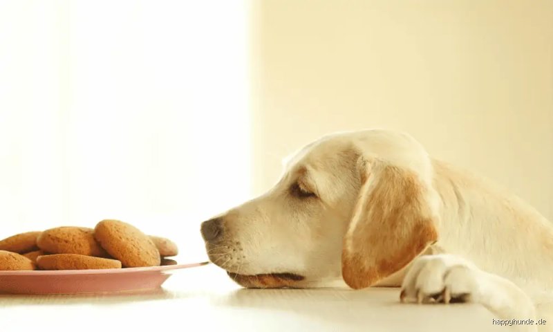 Was für ein Geruch mögen Hunde nicht?
