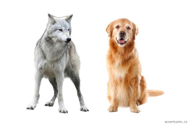 Was hat der Hund und der Wolf gemeinsam? Die biologische und soziale Verwandtschaft im Detail