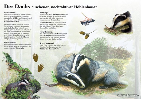 Was heißt Dachs auf Deutsch?