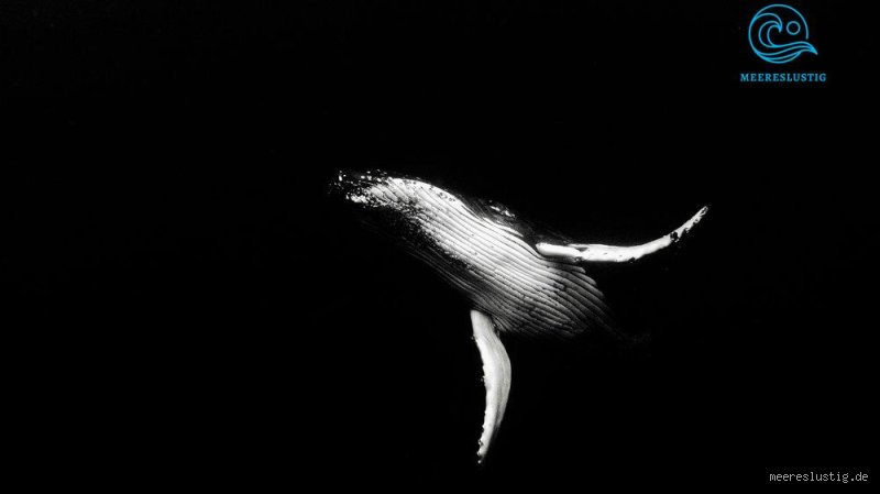 Das gefährlichste Tier im Schwarzen Meer: Was Sie wirklich wissen müssen