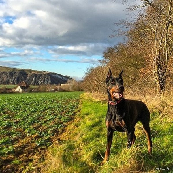 Was ist der beste Schutzhund? Der ultimative Rassenvergleich und die harte Realität hinter dem perfekten Wachhund