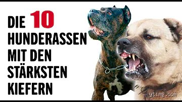 Was ist der bissigste Hund?