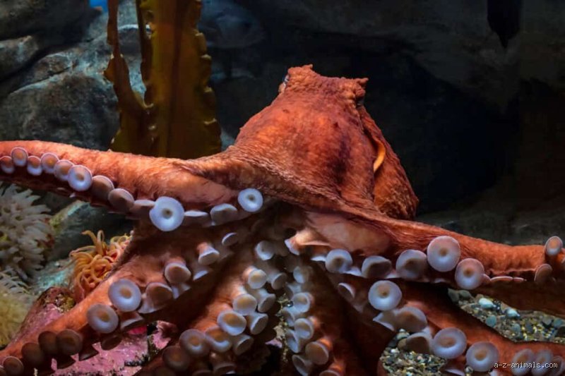 Was ist der größte Octopus?