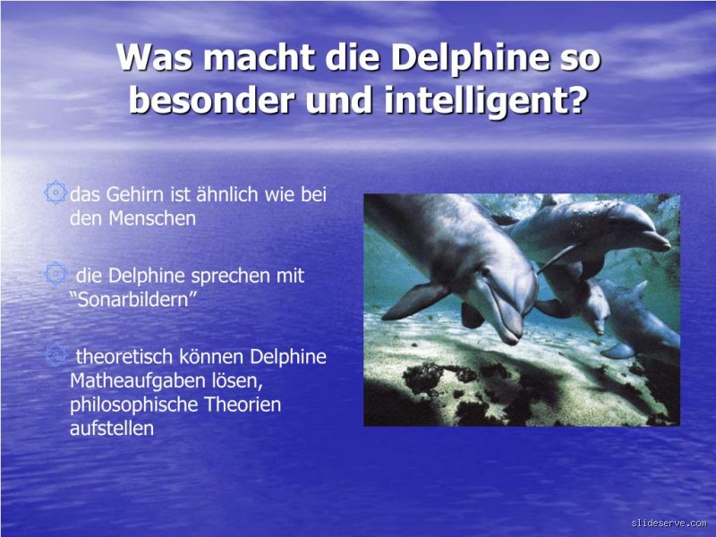 Was können Delfine an Intelligenz?