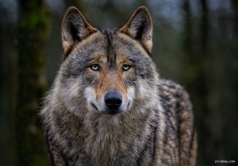 Was macht der Wolf in der Nacht?
