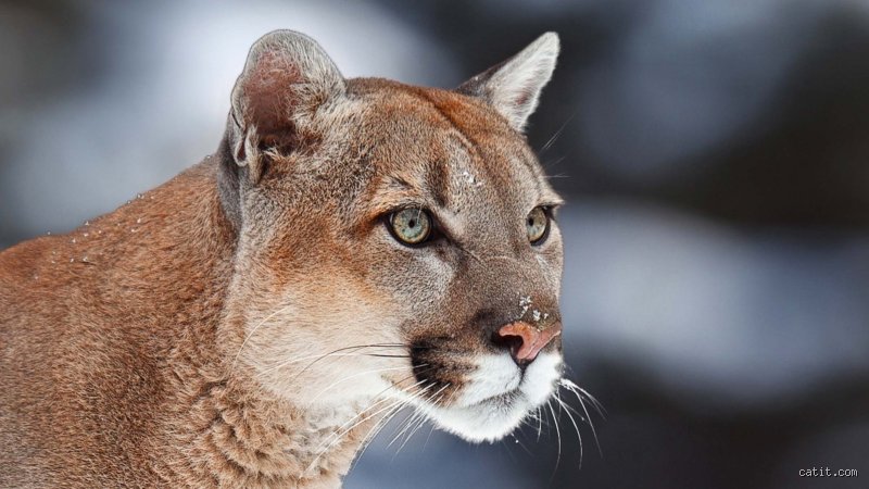 Was mögen Pumas nicht? – Ein Blick in die Welt der scheuen Raubkatzen