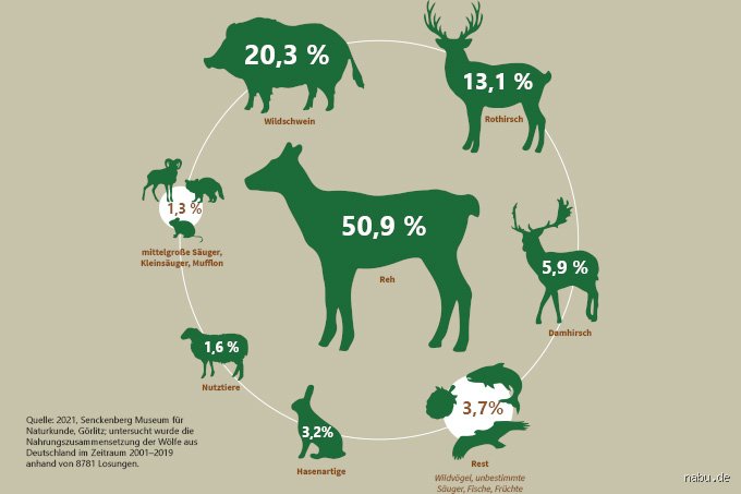 Was mögen Wölfe gerne? Zwischen Beutetrieb, Rudelliebe und unerwarteten Vorlieben unserer Wildtiere