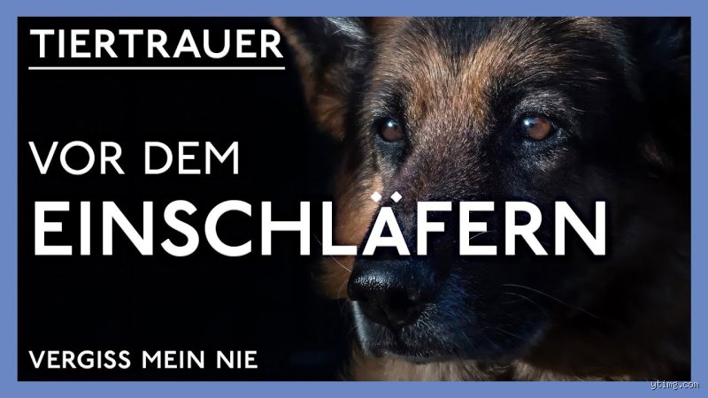 Was passiert wirklich mit meinem Hund, wenn er eingeschläfert wurde? Ein ehrlicher Blick auf den Abschied