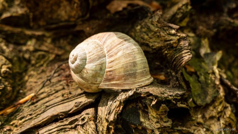 Was passiert mit Schnecken bei Hitze?