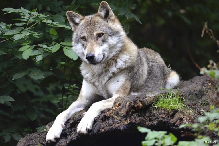 Was passiert, wenn ein Hund auf einen Wolf trifft? Die überraschende Wahrheit
